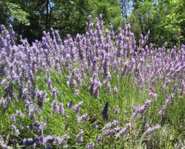 gallery/flowers